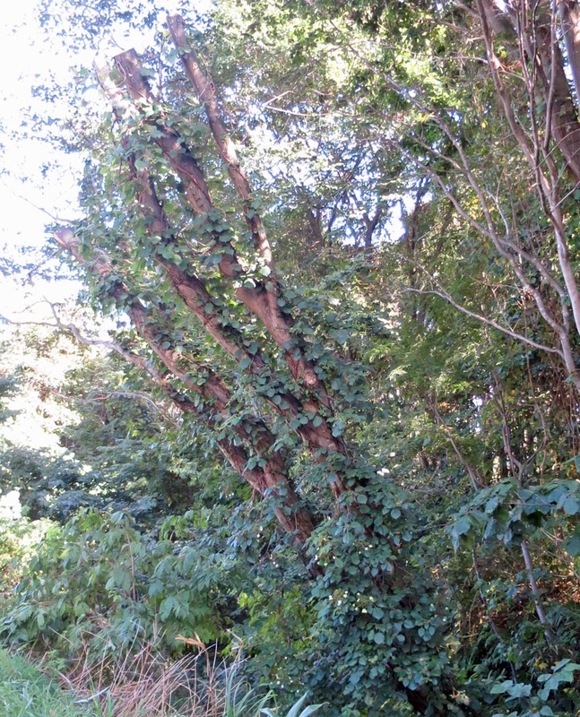 f:id:atarou:20180919065757j:image