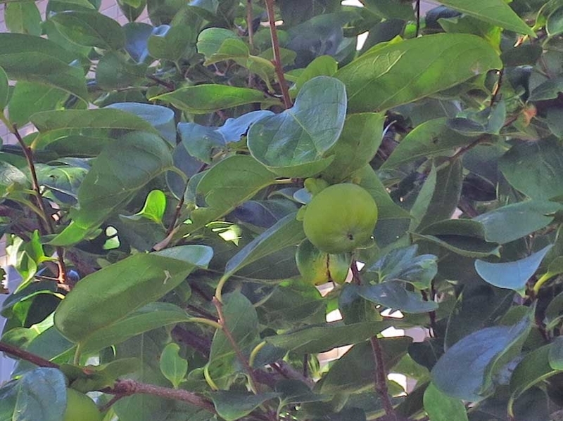 f:id:atarou:20180920071707j:image