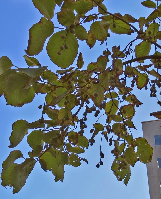 f:id:atarou:20180921063158j:image