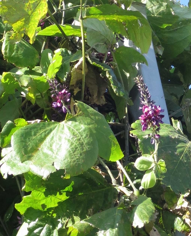 f:id:atarou:20180922063222j:image