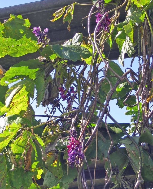 f:id:atarou:20180922065159j:image