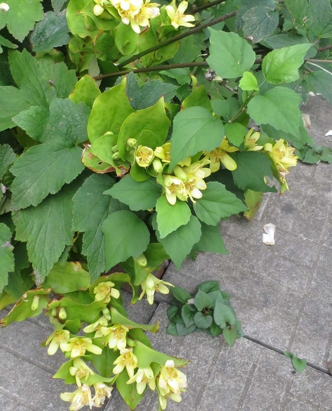 f:id:atarou:20180923062651j:image