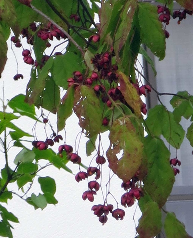 f:id:atarou:20180923064303j:image