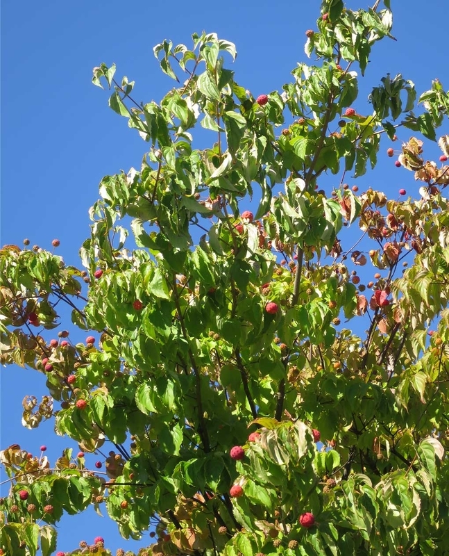 f:id:atarou:20180924065739j:image