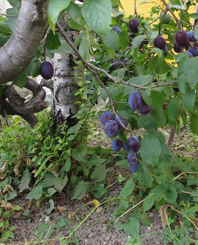 f:id:atarou:20180929062110j:image