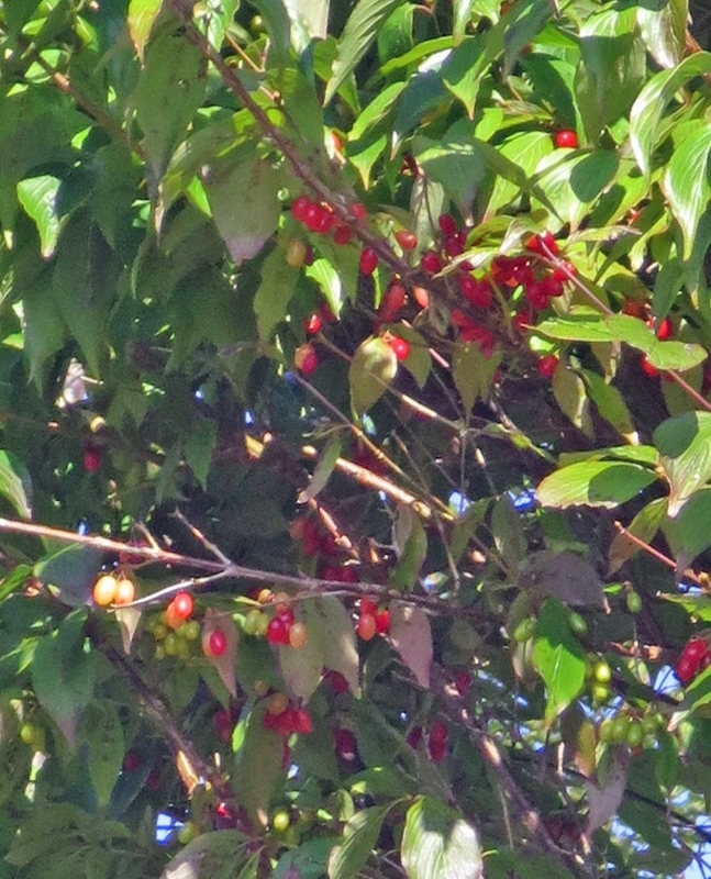 f:id:atarou:20180930064159j:image