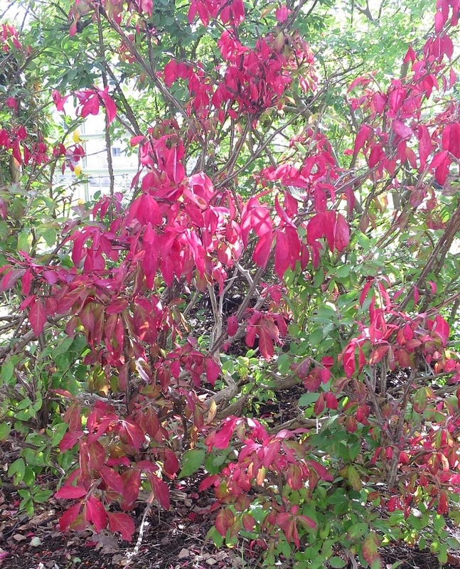 f:id:atarou:20181009065103j:image