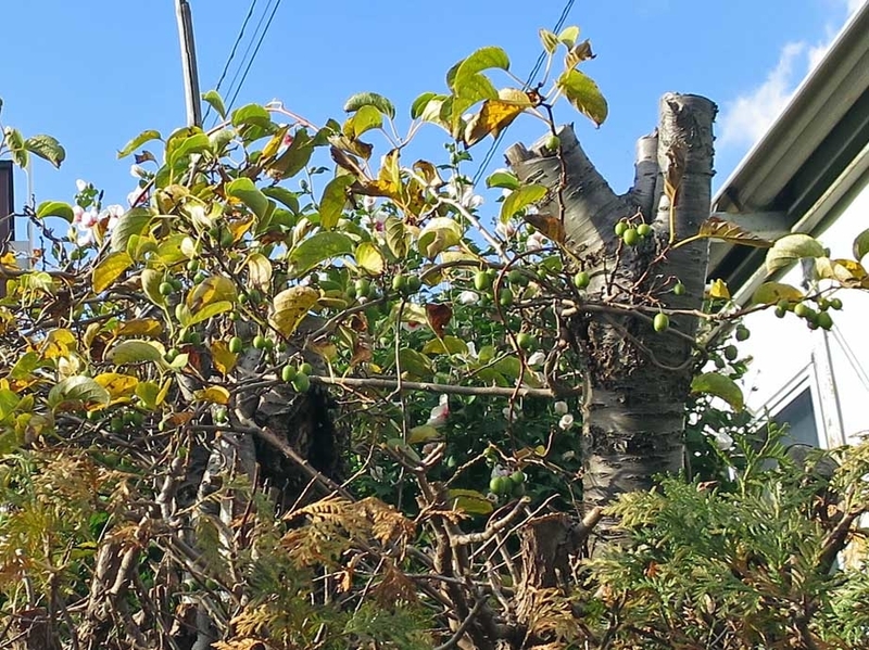 f:id:atarou:20181009071135j:image