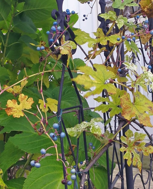 f:id:atarou:20181118065943j:image