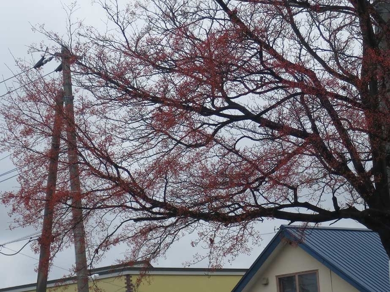 f:id:atarou:20181122072441j:image