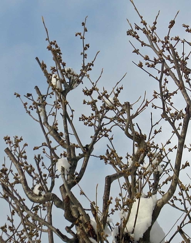 f:id:atarou:20190109071605j:image