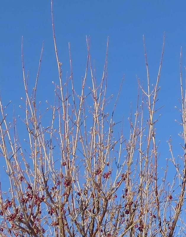 f:id:atarou:20190110065129j:image