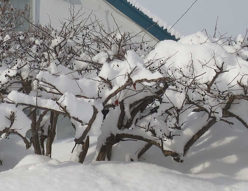 f:id:atarou:20190112065628j:image