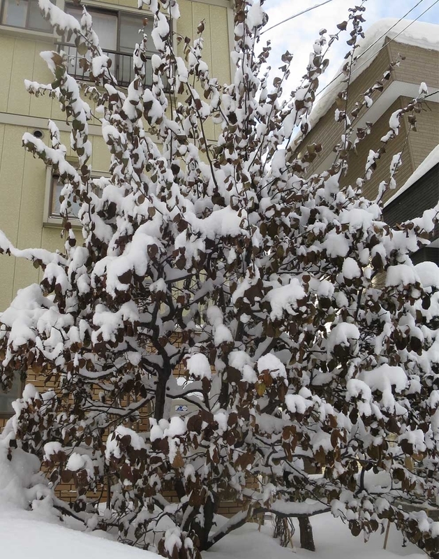 f:id:atarou:20190112070447j:image