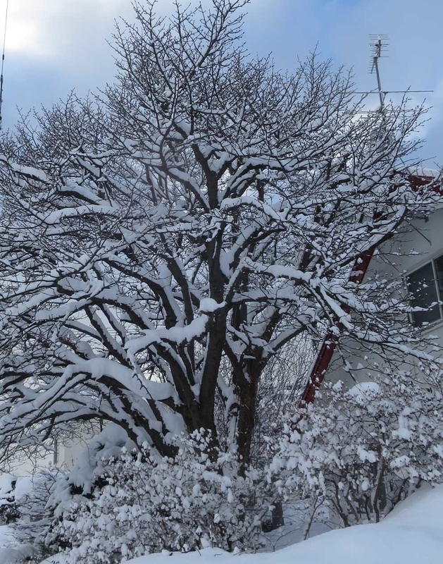f:id:atarou:20190112070925j:image