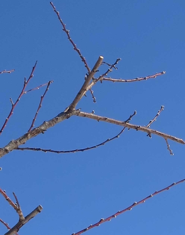f:id:atarou:20190115070101j:image