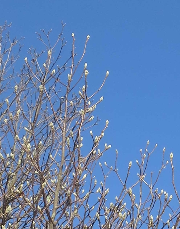 f:id:atarou:20190115072643j:image
