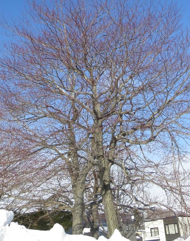 f:id:atarou:20190117081747j:image