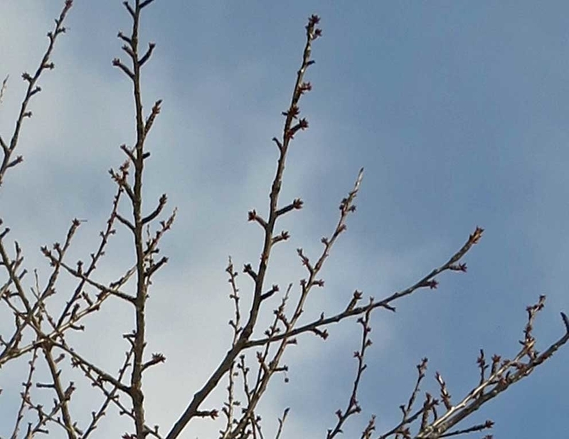 f:id:atarou:20190120070807j:image