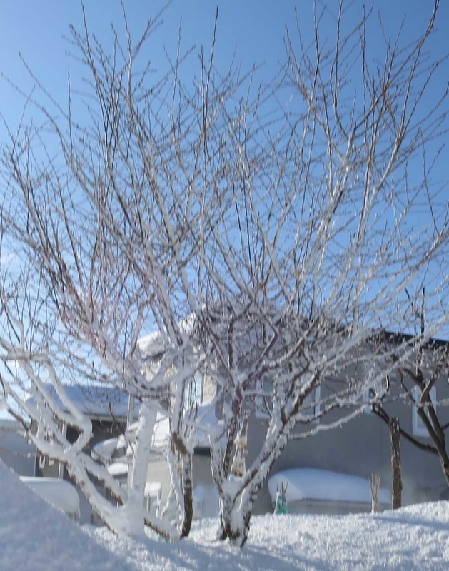f:id:atarou:20190122071059j:image