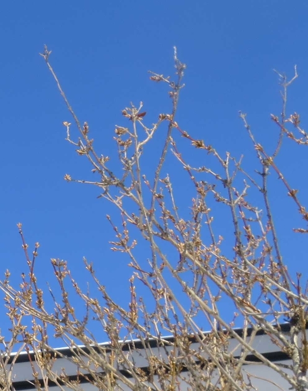 f:id:atarou:20190122071707j:image