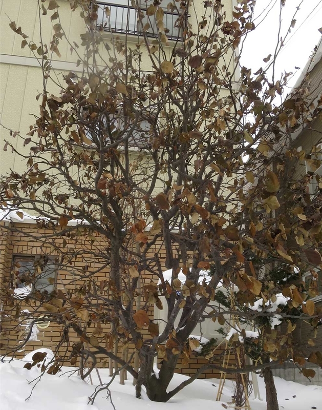 f:id:atarou:20190124072707j:image
