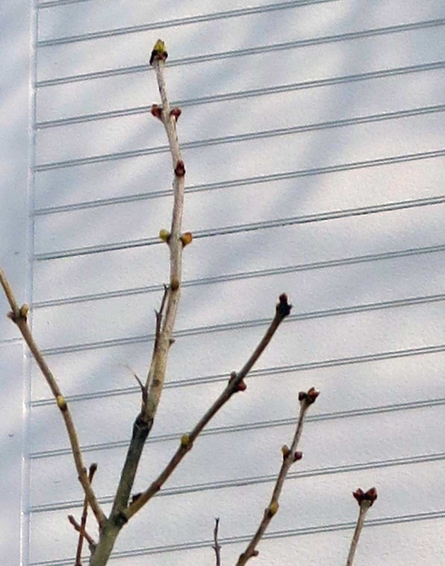 f:id:atarou:20190124073501j:image