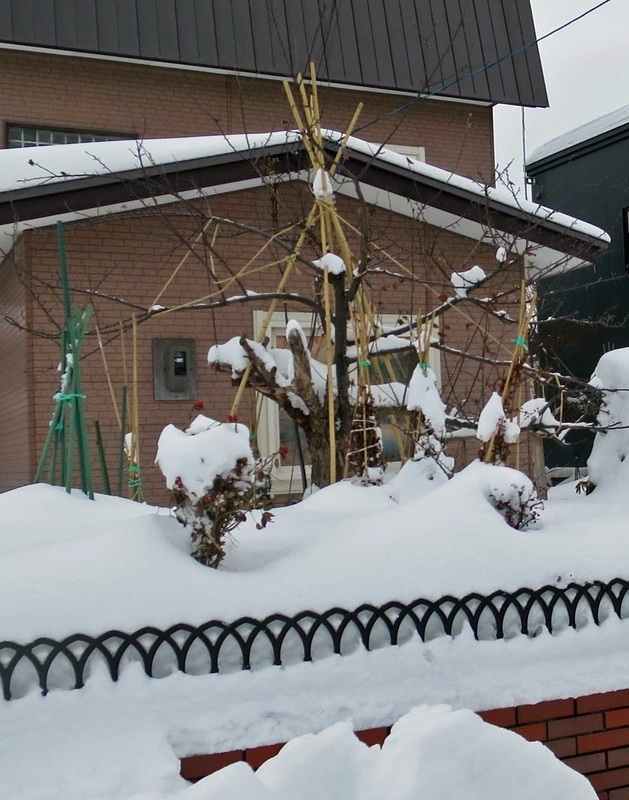 f:id:atarou:20190125065259j:image