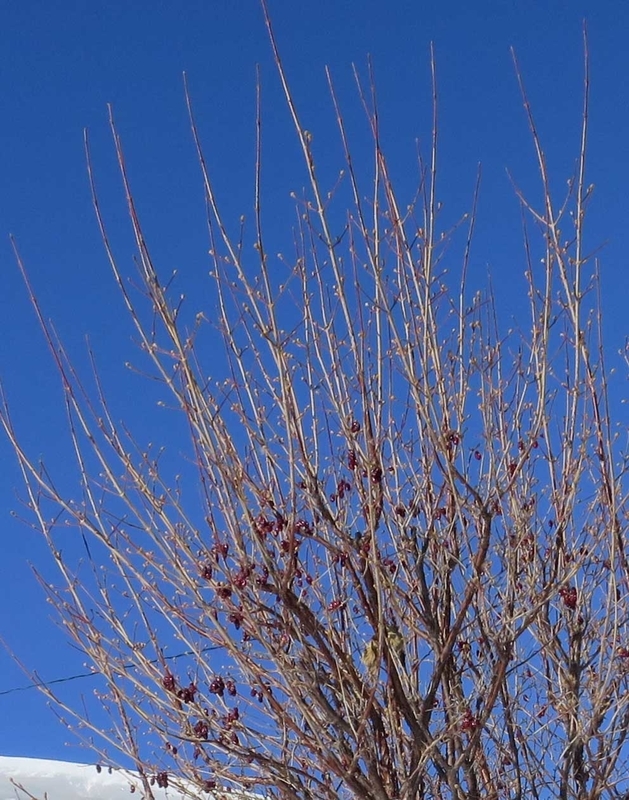 f:id:atarou:20190127071856j:image