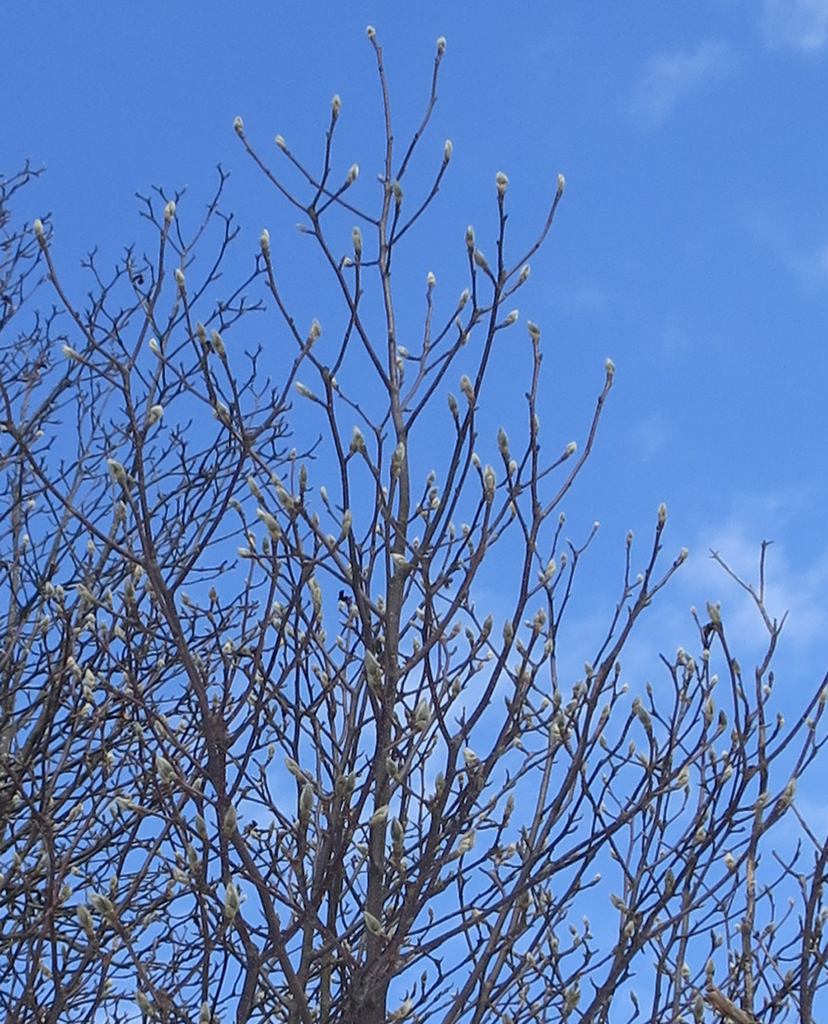 f:id:atarou:20190222083407j:plain