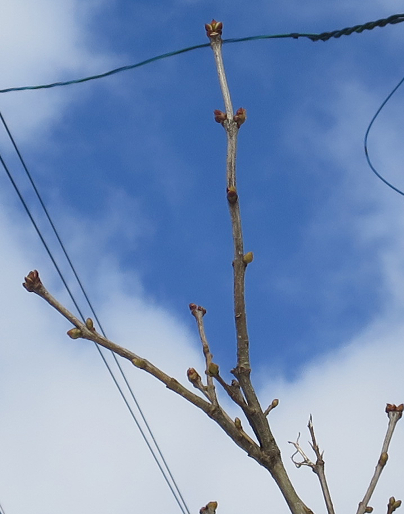 f:id:atarou:20190222084530j:plain