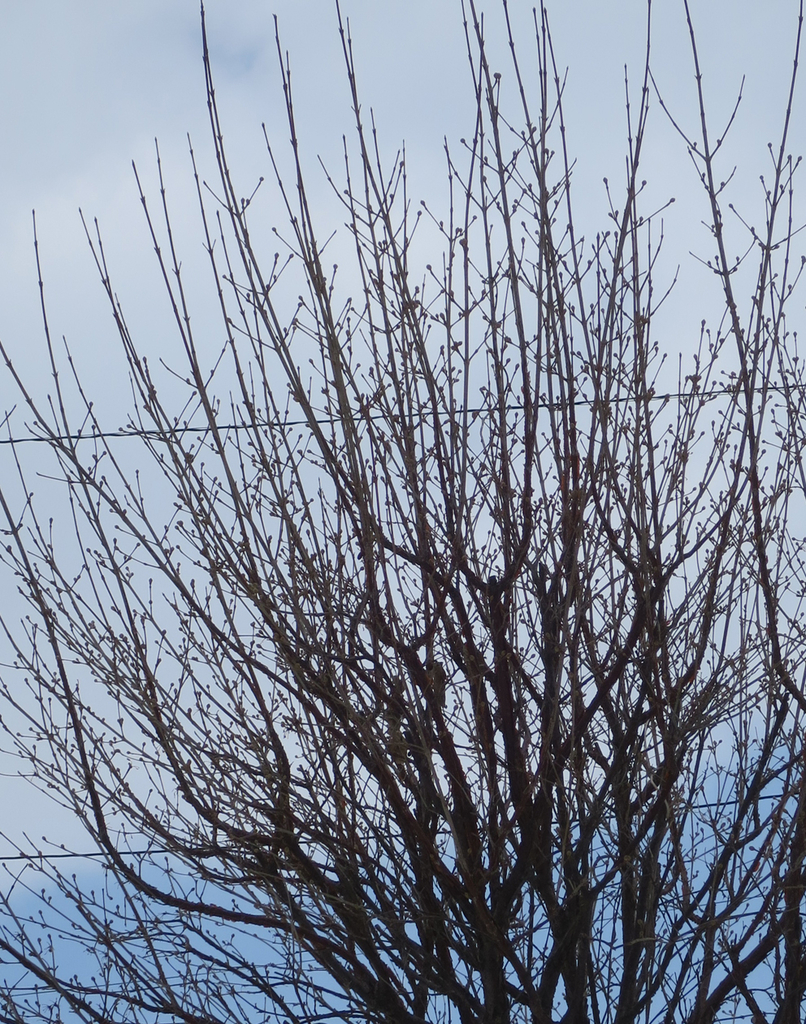 f:id:atarou:20190303071014j:plain