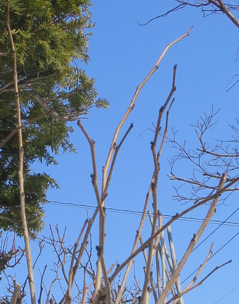 f:id:atarou:20190306070138j:plain f:id:atarou:20190306070138j:plain