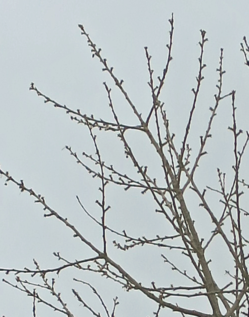 f:id:atarou:20190307072259j:plain