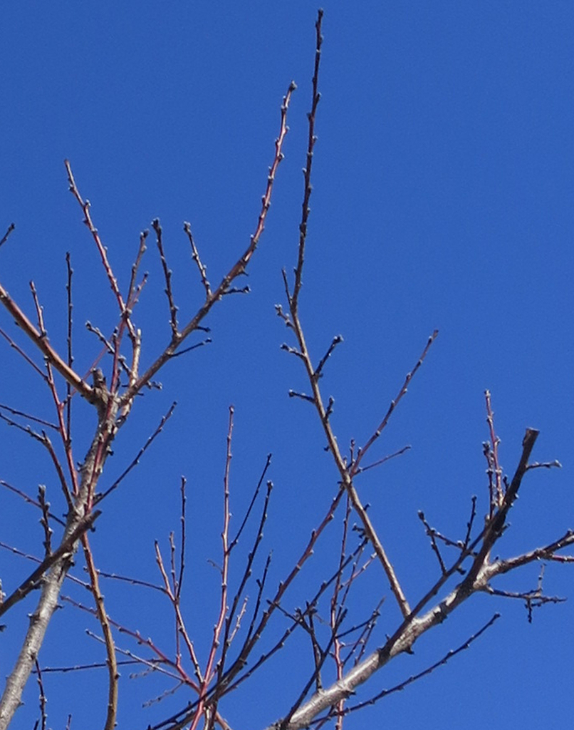 f:id:atarou:20190308063514j:plain