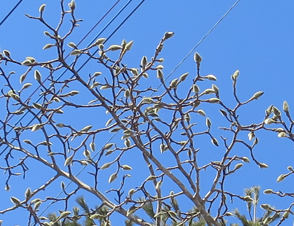 f:id:atarou:20190308064938j:plain