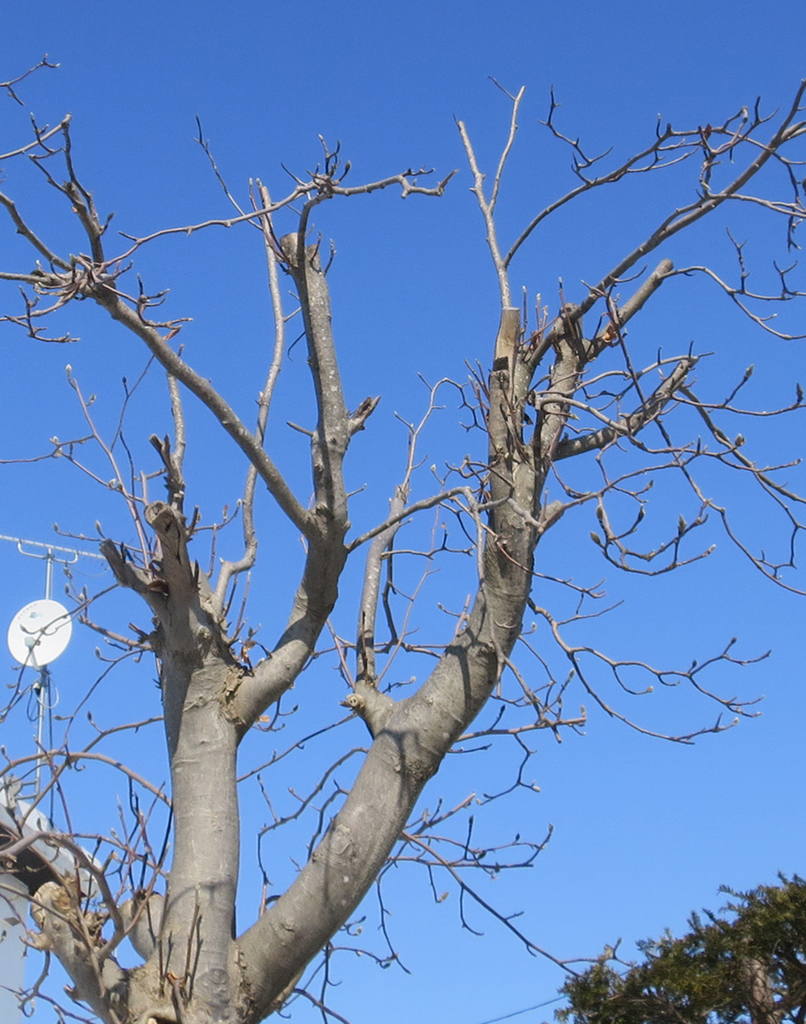 f:id:atarou:20190309065308j:plain