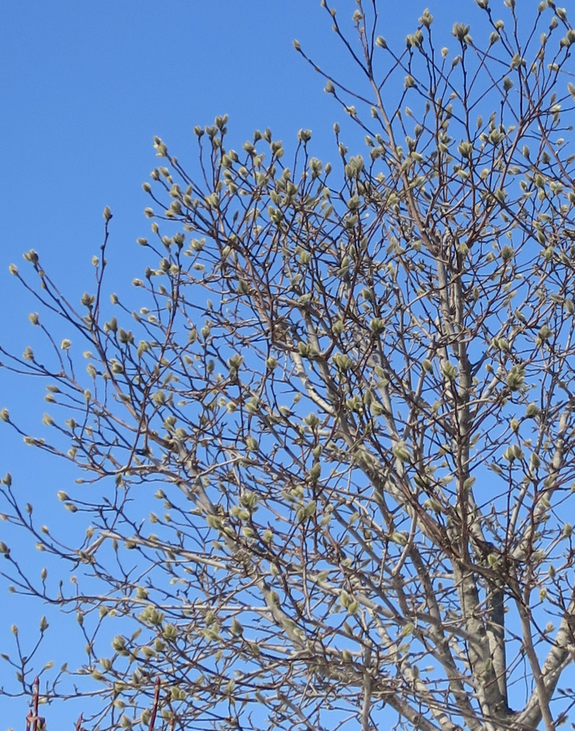 f:id:atarou:20190309065331j:plain