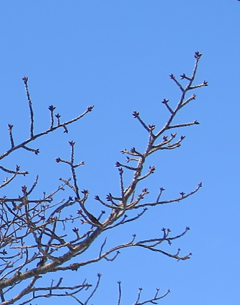 f:id:atarou:20190309065347j:plain