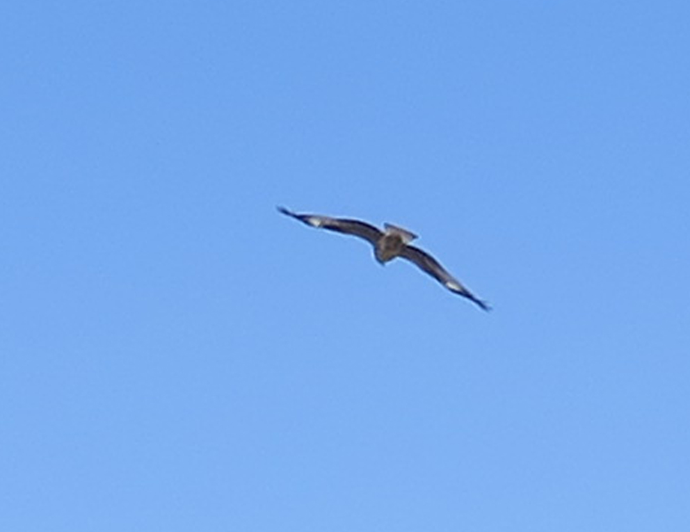 f:id:atarou:20190311064157j:plain