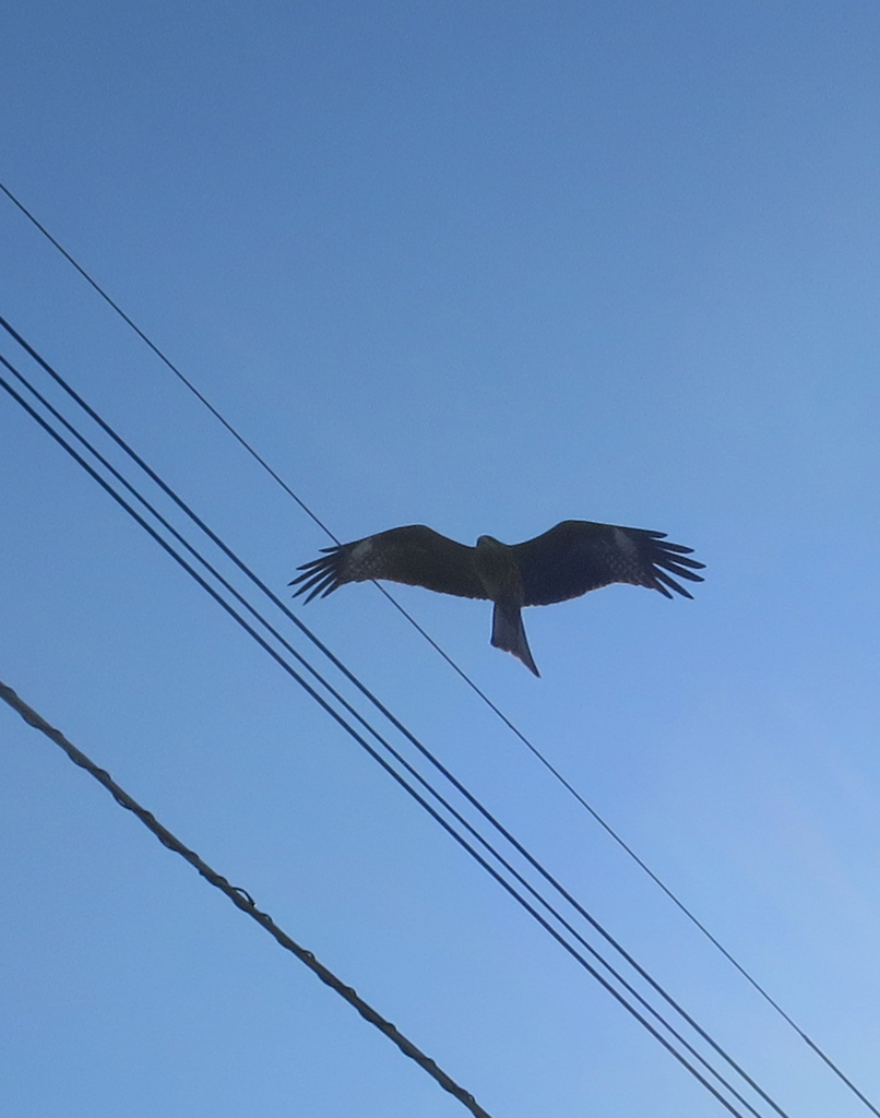 f:id:atarou:20190311064213j:plain