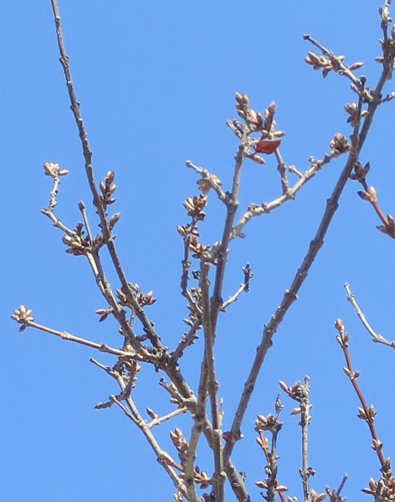 f:id:atarou:20190311064804j:plain