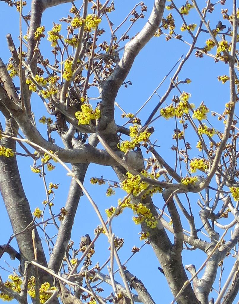 f:id:atarou:20190311064927j:plain