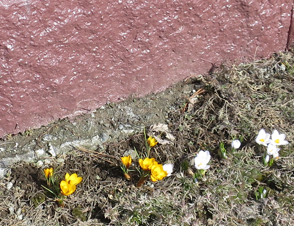 f:id:atarou:20190315064617j:plain