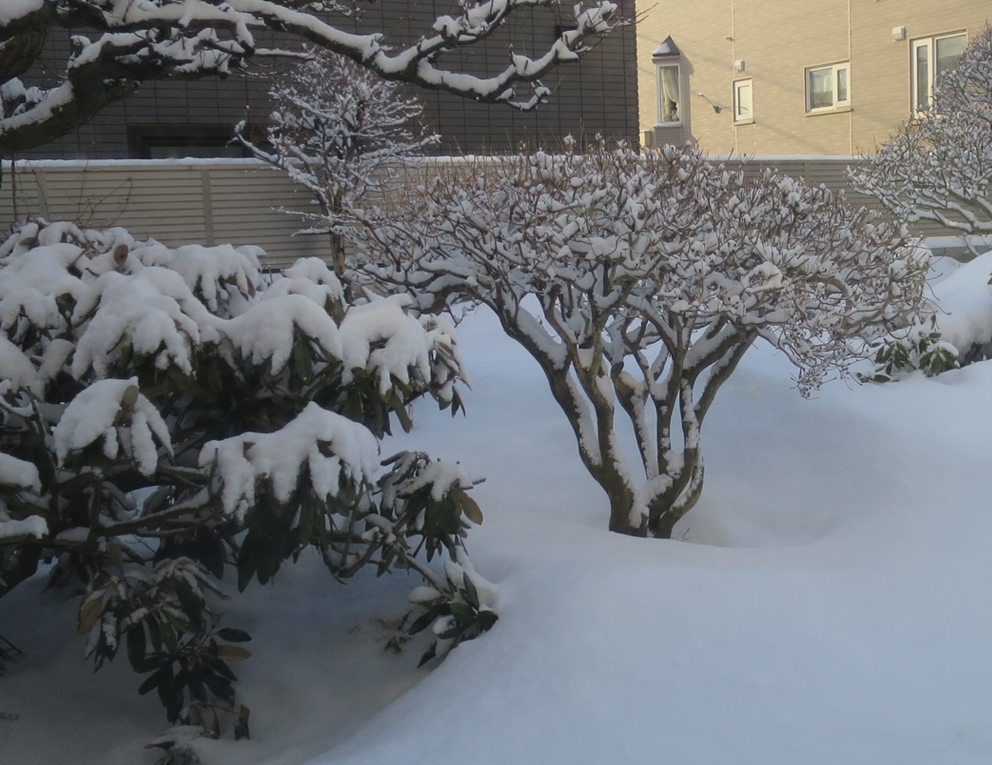 f:id:atarou:20190316064613j:plain
