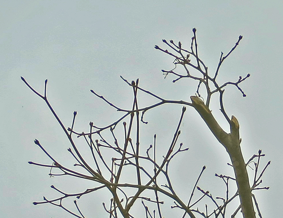 f:id:atarou:20190316065548j:plain