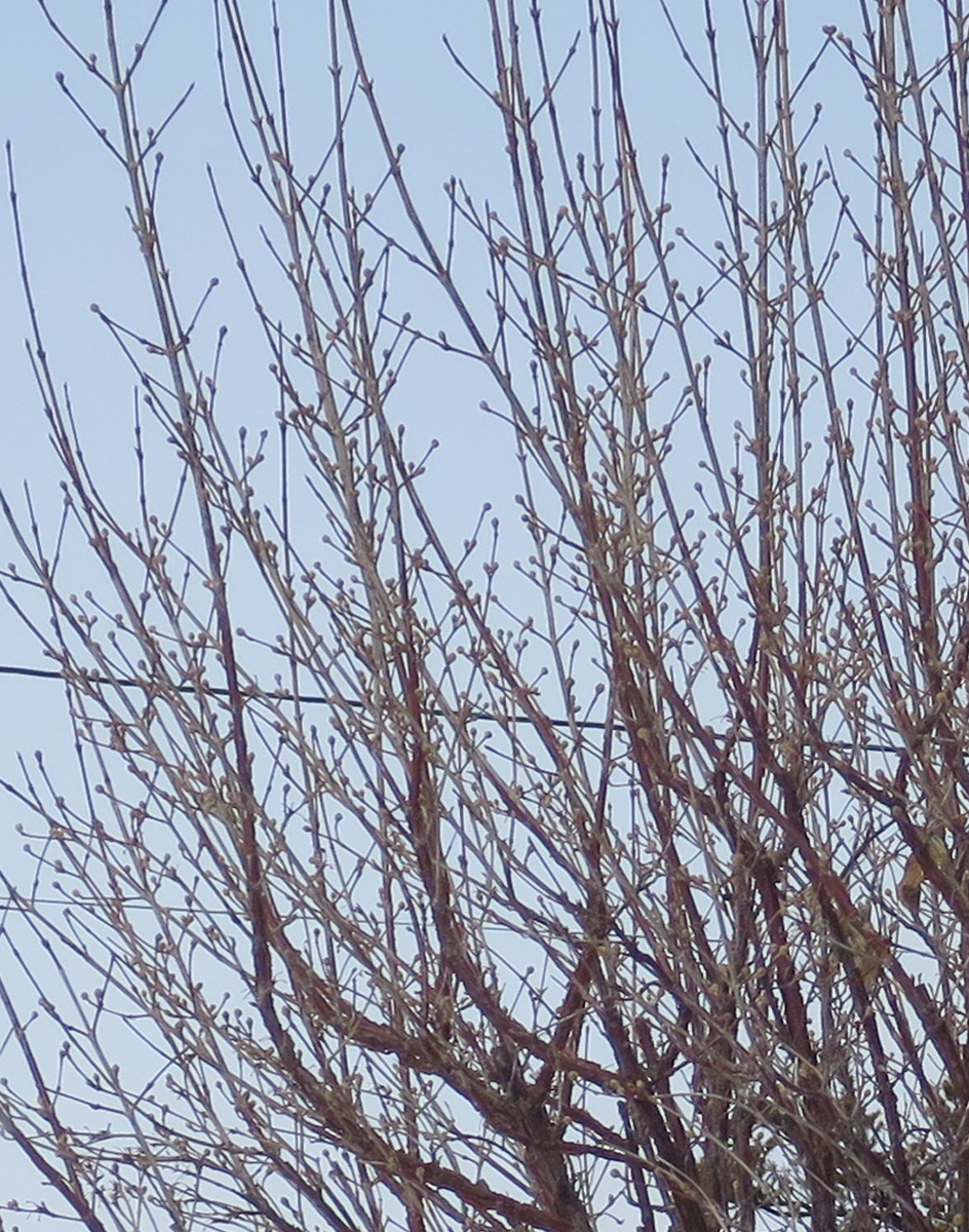 f:id:atarou:20190317065559j:plain
