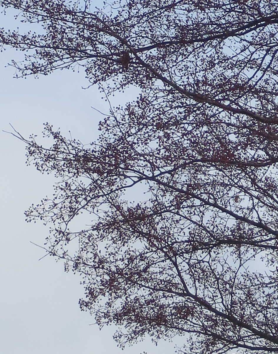 f:id:atarou:20190317070748j:plain