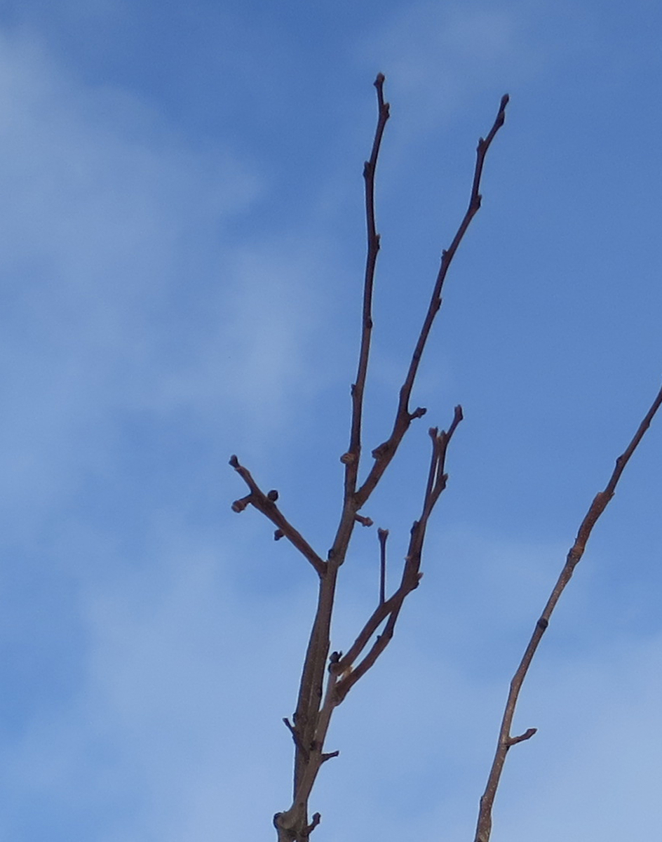 f:id:atarou:20190317071239j:plain