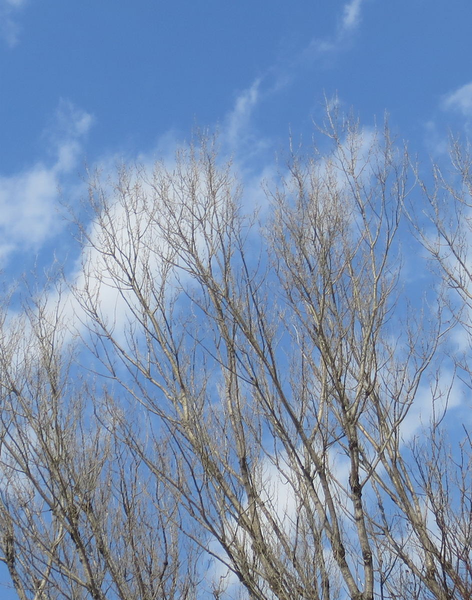 f:id:atarou:20190319064355j:plain